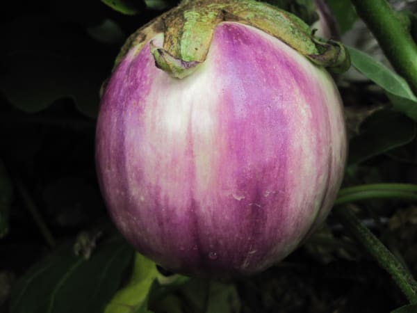 Rosa Bianca