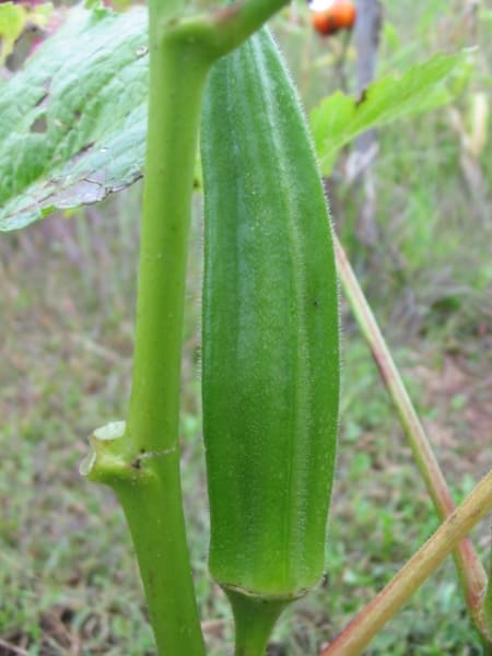 Cajun Jewel