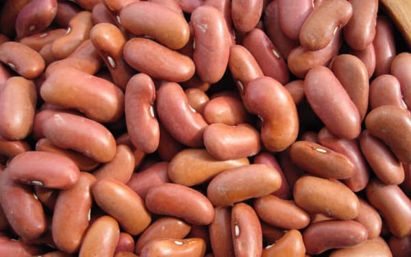 Red Kidney
