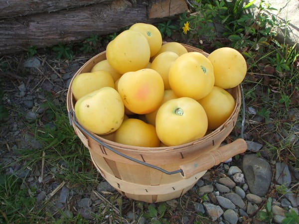 Garden Peach