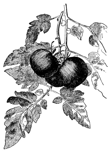 Black Prince