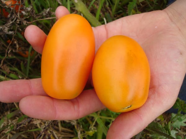 Orange Banana