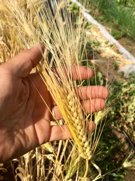 Burbank Hulless Barley
