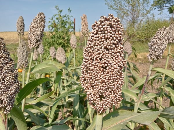 Texicoa Sorghum