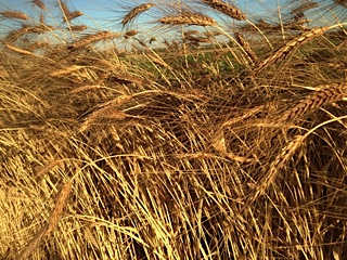Black Eagle Spring Wheat