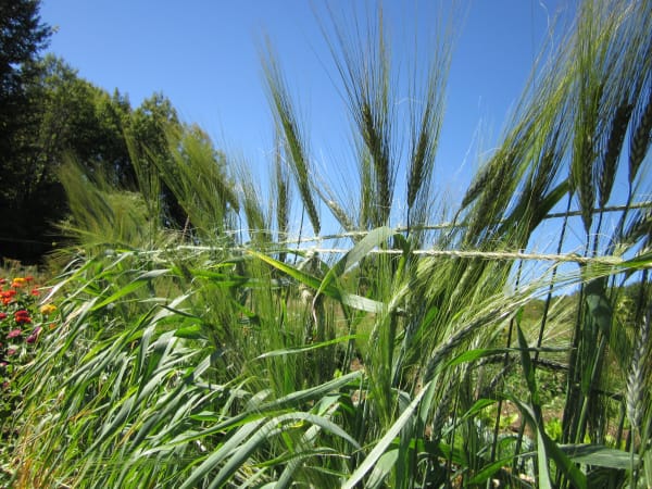 Utrecht Blue Spring Wheat