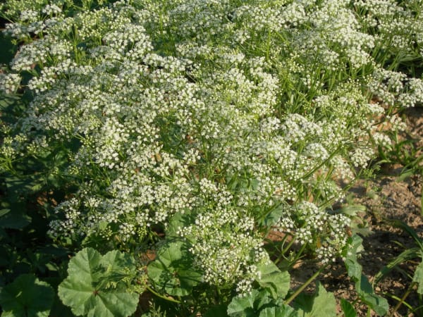 Anise