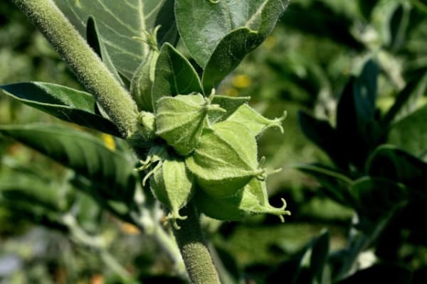 Ashwagandha