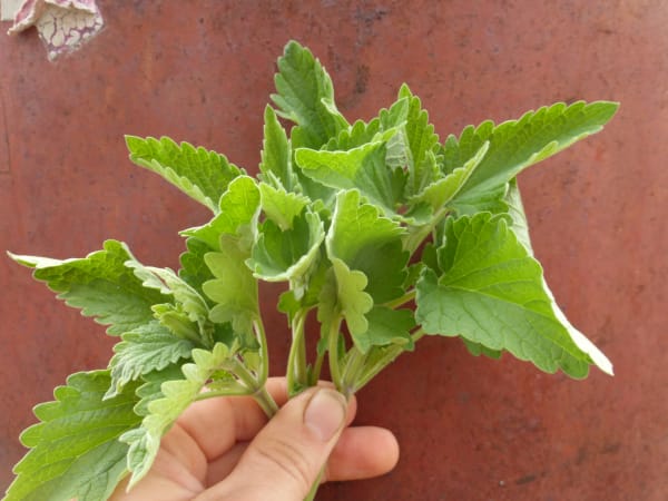 Catnip