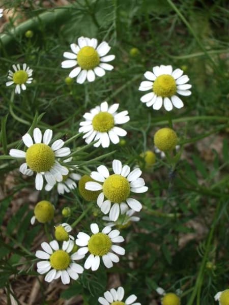Zloty Lan German Chamomile