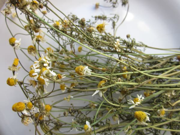 German Chamomile