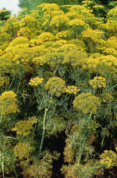 Fernleaf