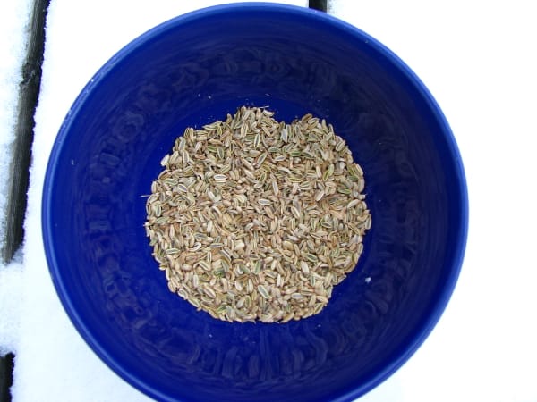 Seed Fennel