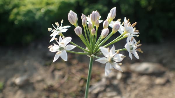 Garlic Chives