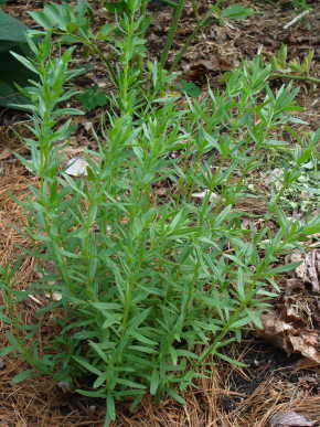 Hyssop