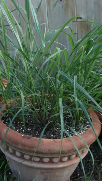 Lemongrass