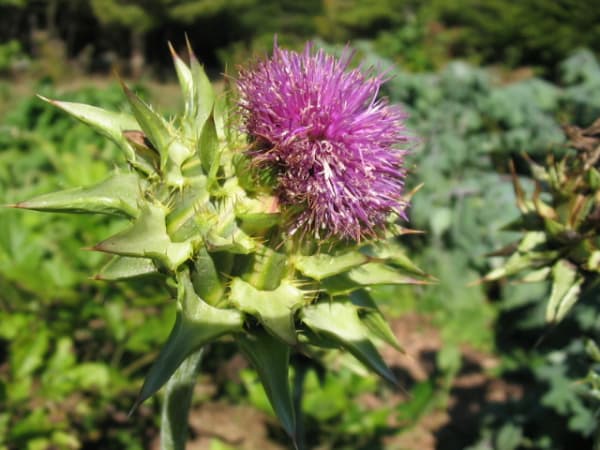 Milk Thistle