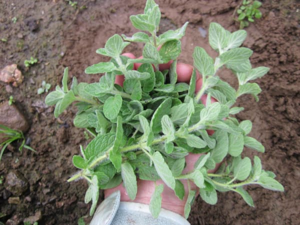 Zaatar Oregano