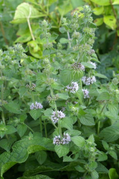 Pennyroyal