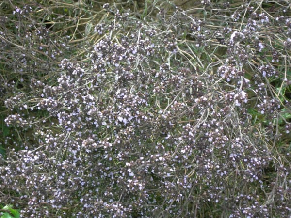 Summer Savory