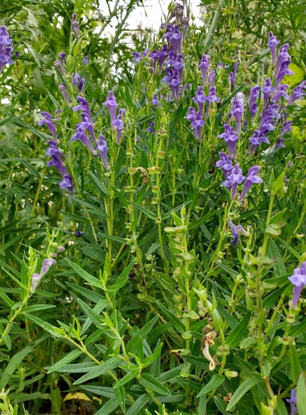 Baikal Skullcap
