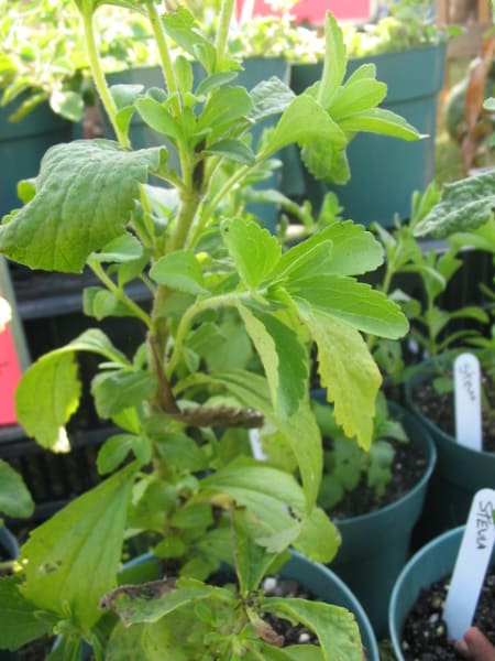 Stevia