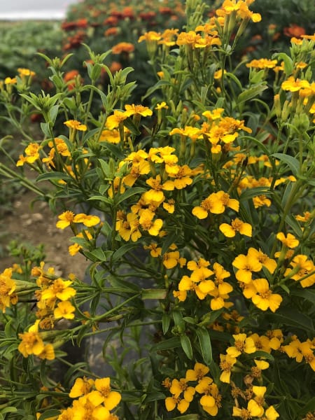 Mexican Tarragon