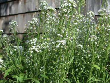 White Alyssum