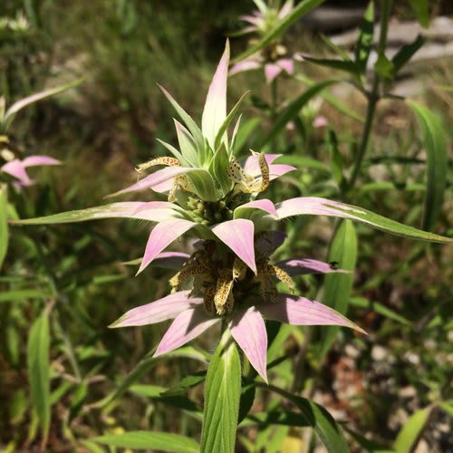 Spotted Bee Balm