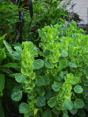Bells of Ireland