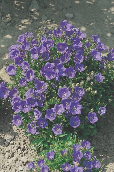 Blue Clips Campanula