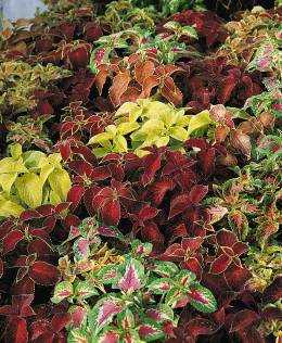 Wizard Coleus