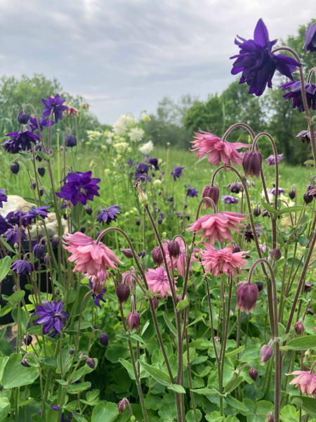 Barlow Mix Columbine