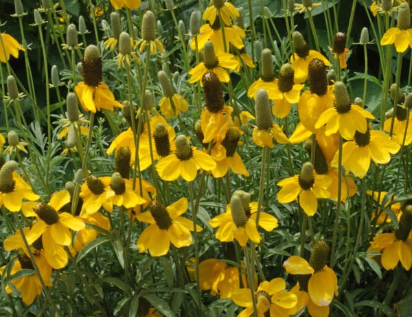 Yellow Prairie Coneflower