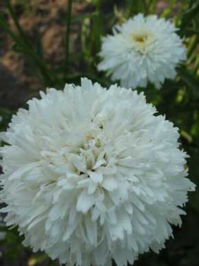 Crazy Daisy