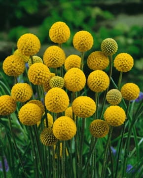 Drumstick Flower