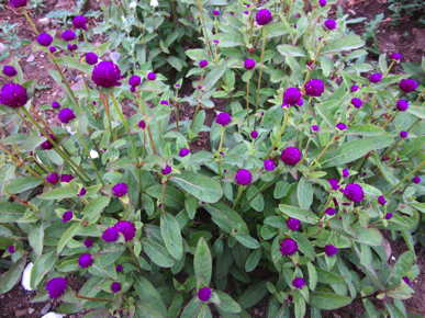 Las Vegas Purple
