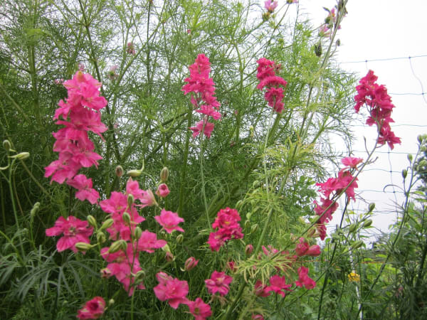 Giant Imperial Mixed Larkspur