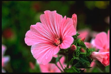 Lavatera Mix