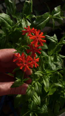 Maltese Cross