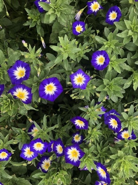 Royal Ensign Bush Morning Glory