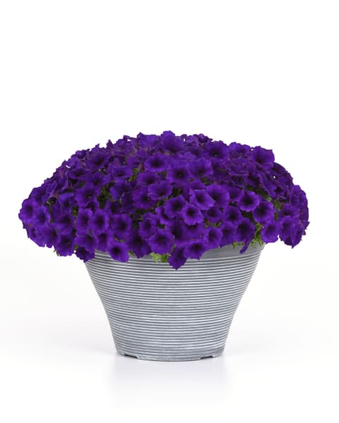 Easy Wave Blue Improved, Pelleted
