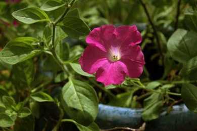 Wave Pink, Pelleted