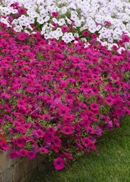 Wave Purple Classic, Pelleted