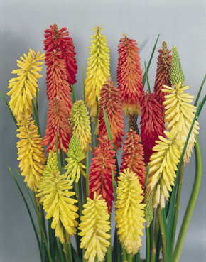 Flamenco Red Hot Poker