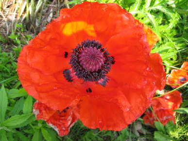Dwarf Allegro Oriental Poppy