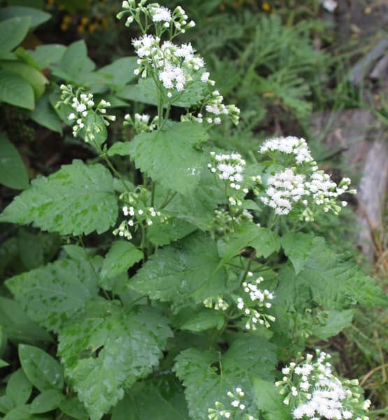 White Snakeroot