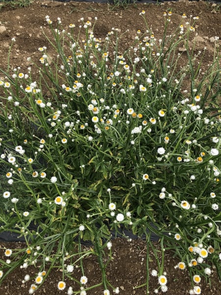 Winged Everlasting
