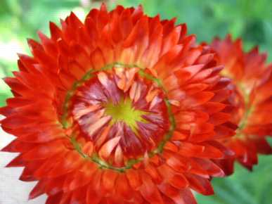 Monstrosum Fire Ball