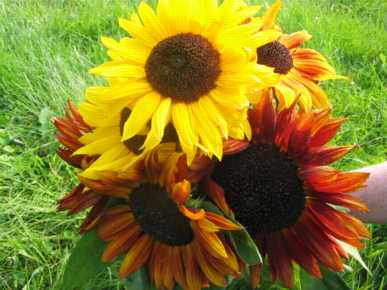 Autumn Beauty Mix